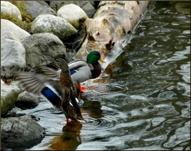 Duck Pond Redux Green Challenge Mar03