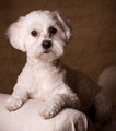 Sir Winston