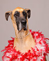 Glamour Dane