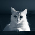 My quizzical cat