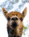Cinnamon the Alpaca