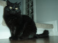 just a cat. enjoy the simple submission..