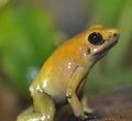 Poison dart frog