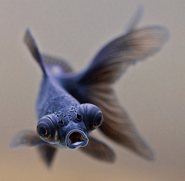 Are you looking at me??