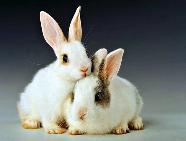 Couple's Portrait