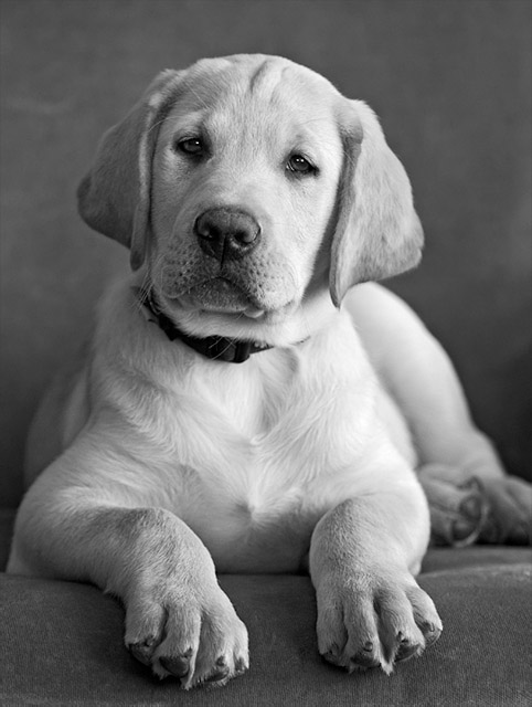 Ranger @ 10 weeks