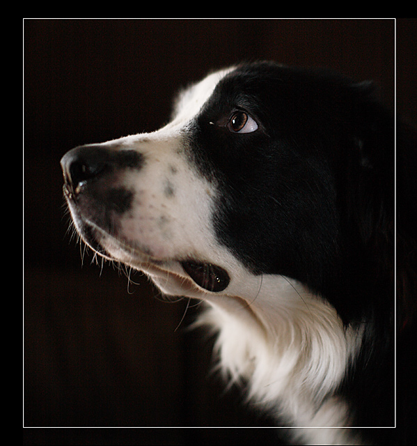 Sir Zigsworth IV