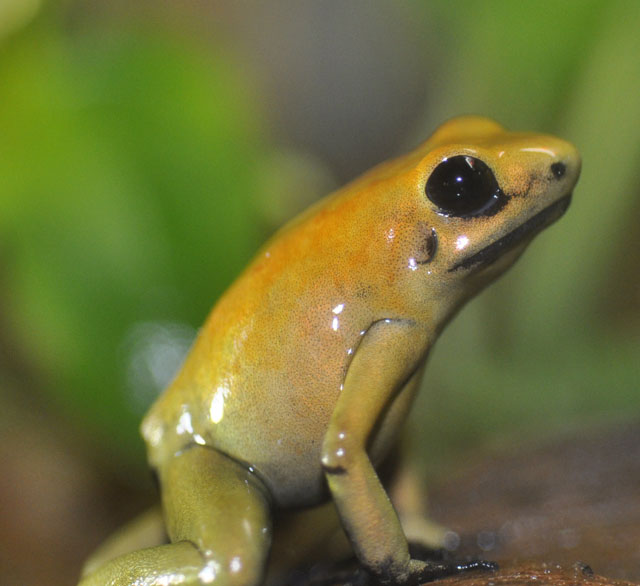 Poison dart frog
