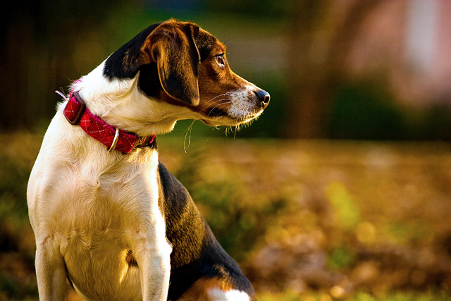 My Regal Beagle
