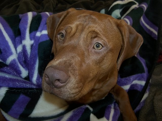 Kahlua's Blanket