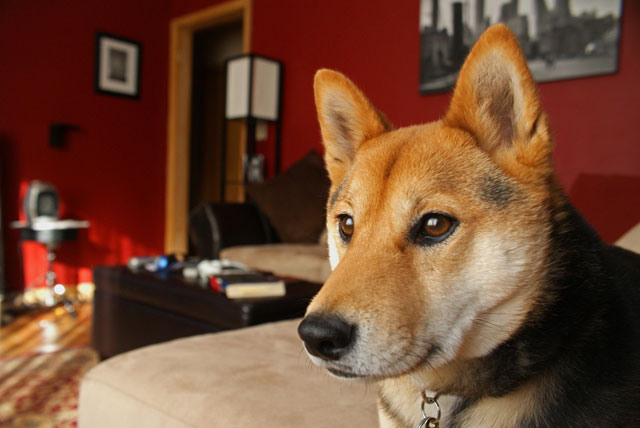 Misha on the Couch