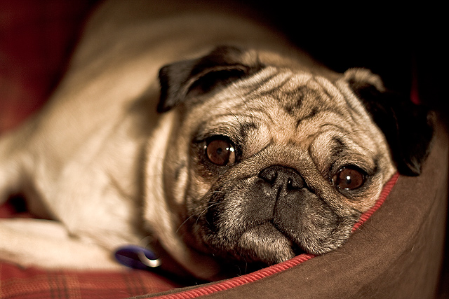 Pondering Pug