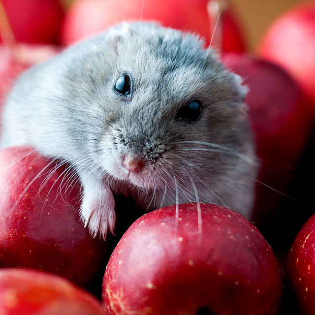 Apple of my Eye