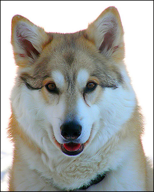 Happy  Wolf Pup