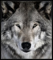 Timber Wolf