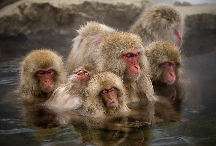 Japanese Macaque in Jigokudani Yaenkoen Onsen