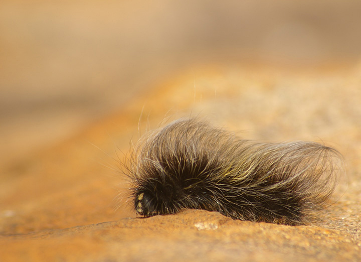 a bad hair day