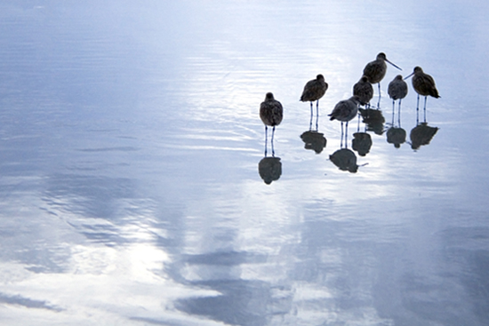 A flock watching the sunset . . .