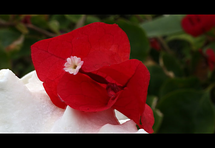 Bougainvillea