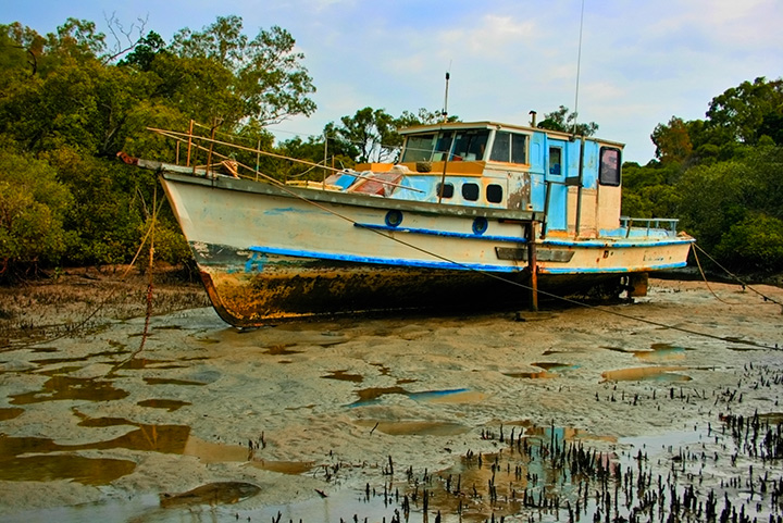 HIGH AND DRY IN THE MANGROVES