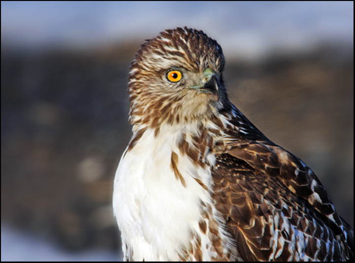 Redtail Hawk