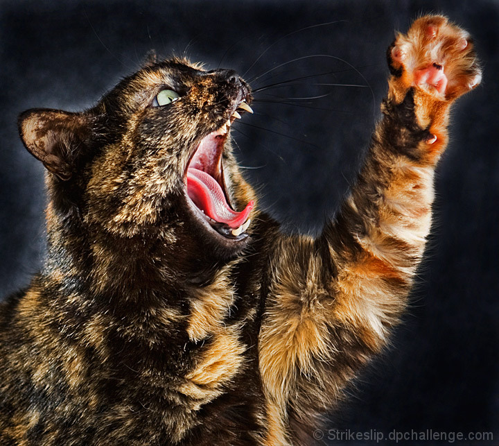 angry kitty ready for a scratch your eyes