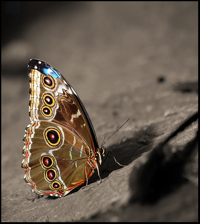 Blue Morpho