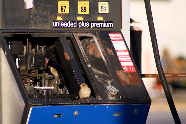 Ok, I get the premium side, you can have unleaded...