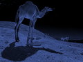 Camels' night out