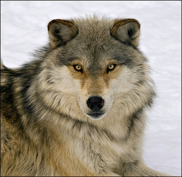 For The Love of Wolves -  February