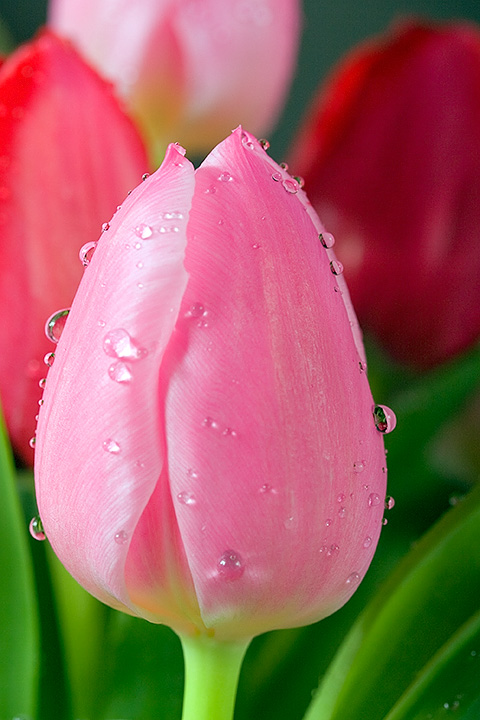 April - Month of the tulips
