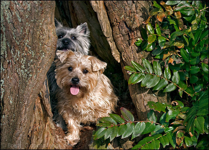 June - Terriers