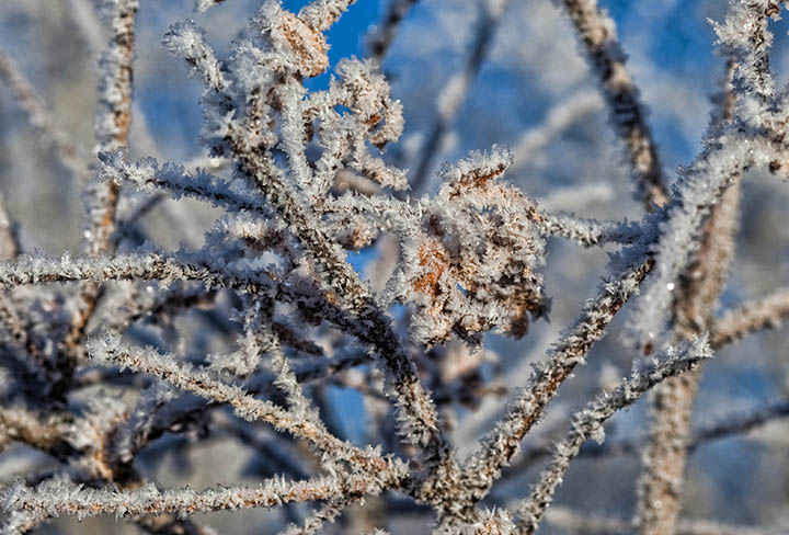 Frosty February