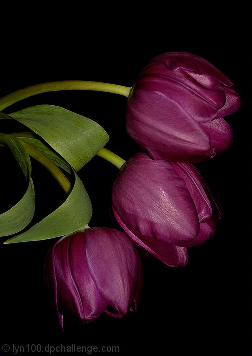 April - Spring Tulips