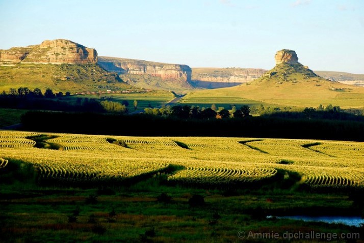 February Corn Fields in South Africa