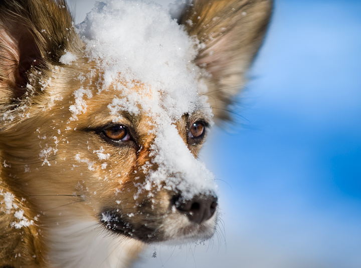 February: The American West and Indigenous Foxes