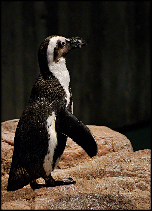 Penguins of the World - February - African Penguin