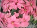 A Spin on the Average Poinsettia