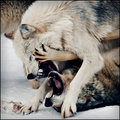 Never Challenge the Alpha Wolf!