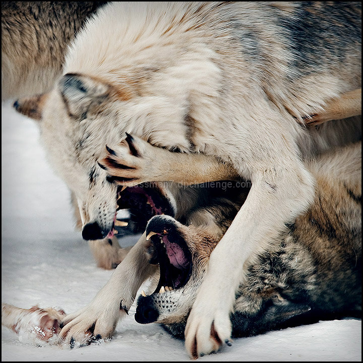 Never Challenge the Alpha Wolf!