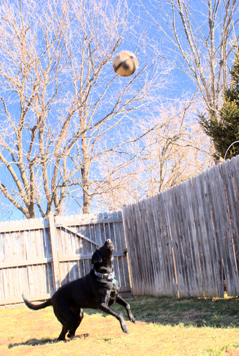 Soccer Dog