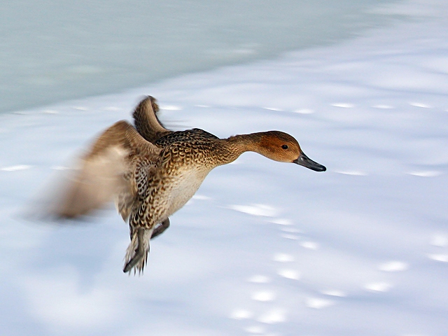 Cleared for Landing