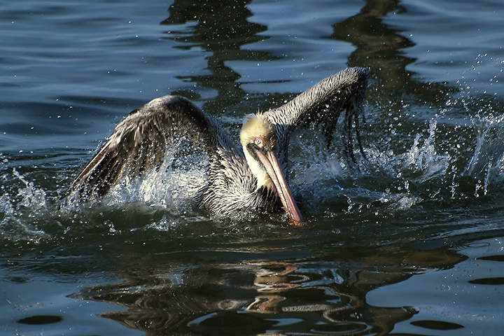 Splashy, Splashy!