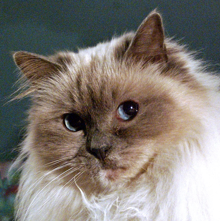 So, why wasn't I in Pet Portrait?  Hmm?