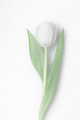 Snow Tulip