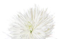 Petals of Light