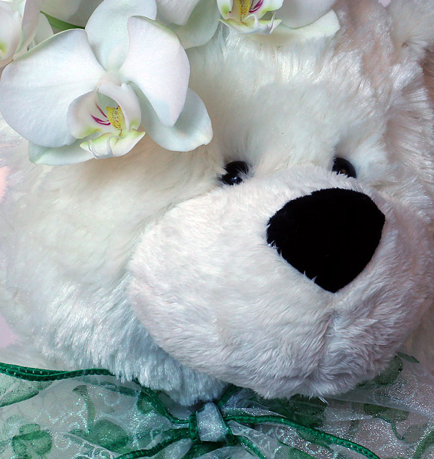 Bear_Bonnet