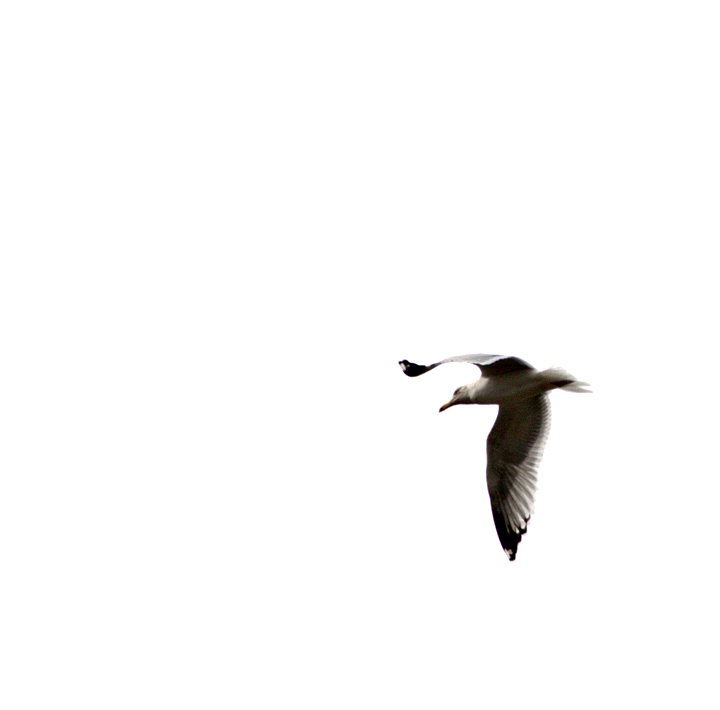 Seagull in Clouds