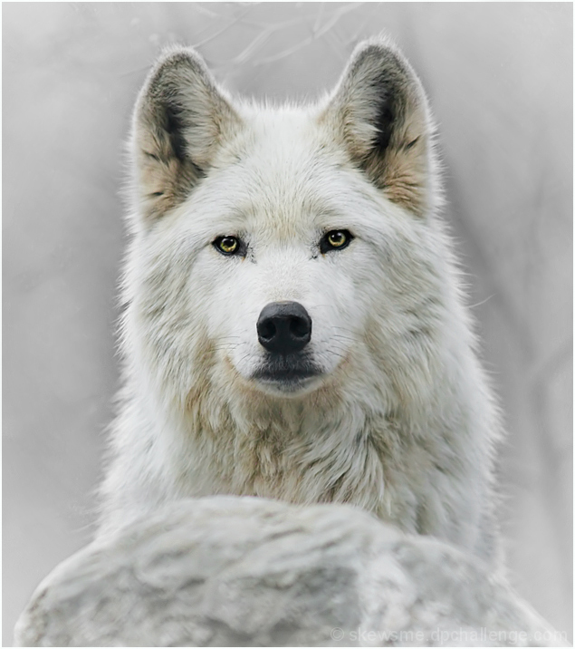 wolfwatch