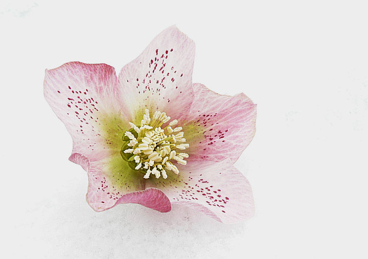 Helleborus orientalis